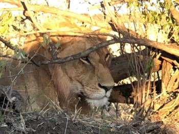 Lion in the brush