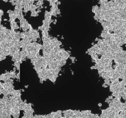 Biofilm