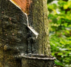 A lush, green forest. The focal point is on a rubber tree with a cut at an angle down the side. From the cut drips white latex into a collection bucket to be used for natural rubber latex gloves.
