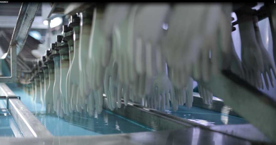 Natural rubber latex (NRL) gloves on an assembly line. The gloves are moving toward a dusty blue bath intended to reduce the latex protein content and chemical residue to minimize allergenic effects. 