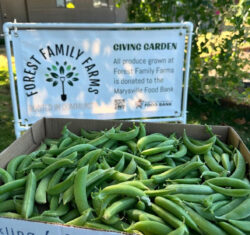 Sowing Seeds of Community